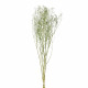 COLLITA - gedroogde bloemen - gypsophila natura - H 63 cm - wit