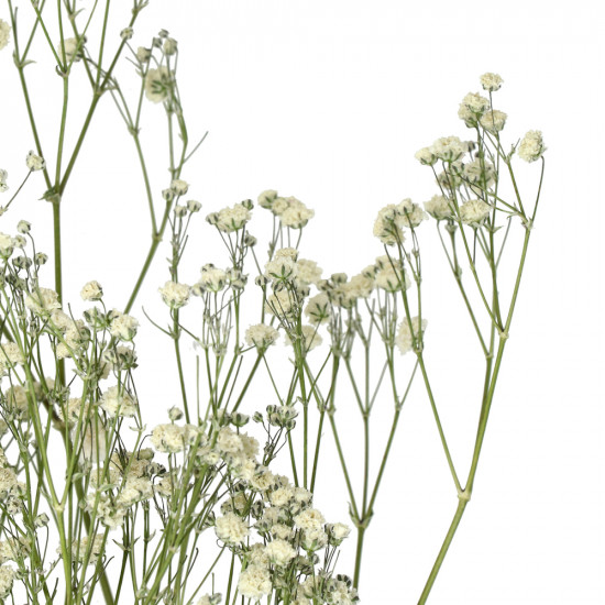 COLLITA - gedroogde bloemen - gypsophila natura - H 63 cm - wit